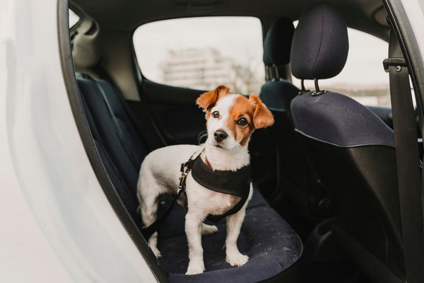 Are Car Air Fresheners Bad for Dogs?